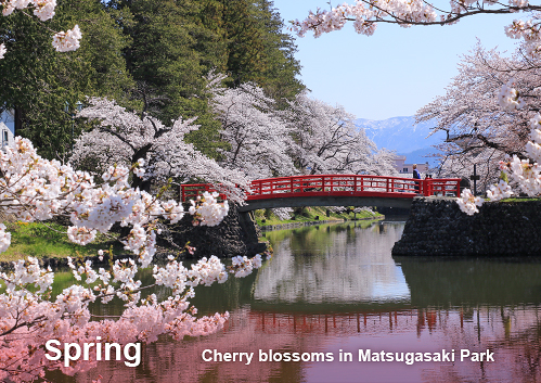 Cherry blossoms in Matsugasaki Park