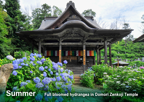 Full bloomed hydrangea in Domori Zenkoji Temple